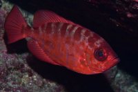 G&aacute;ldar: El FotoSub Sardina 2024 bate el r&eacute;cord de Canarias de especies diferentes registradas en su modalidad &lsquo;Caza&rsquo;