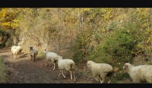 Encuentro Internacional de las entidades asociadas a las Vías de la Trashumancia y Caminos Rurales en Tenerife