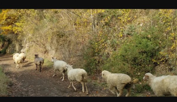 Encuentro Internacional de las entidades asociadas a las Vías de la Trashumancia y Caminos Rurales en Tenerife