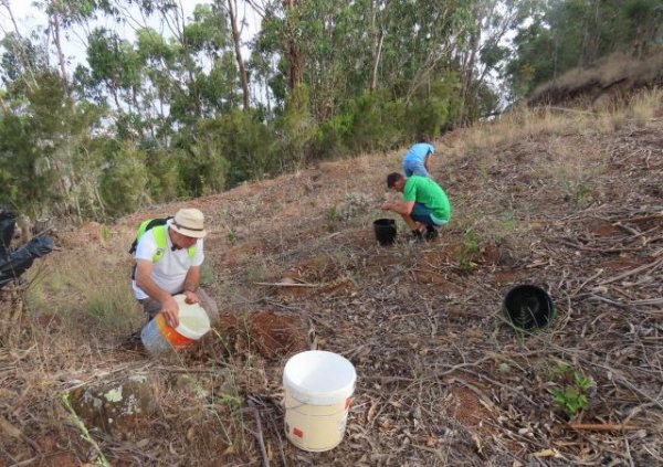 Regados más de quinientos árboles de laurisilva y termófilo en la Montaña de Firgas