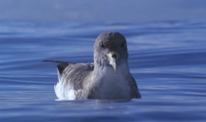 La Gomera: El Cabildo activa la campaña de la Pardela Cenicienta para reducir el impacto lumínico en zonas de costas (Vídeo)