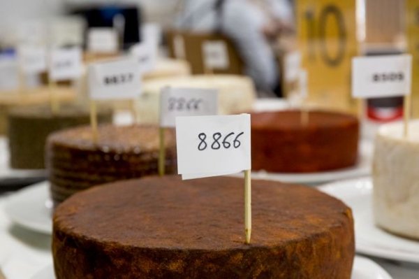 Seis quesos canarios aspiran a convertirse en el mejor de España durante el Salón Gourmets de Madrid