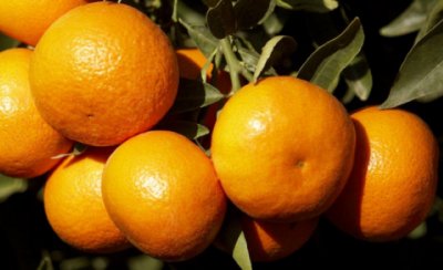 Art&iacute;culo de opini&oacute;n sobre Agricultura: 'Historia del doble etiquetado', por Ad&aacute;n Carrilero Mata