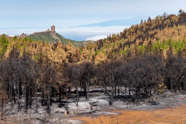 El Cabildo refuerza su apuesta por incrementar las quemas prescritas en los montes de Gran Canaria