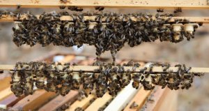 El Gobierno canario convoca la ayuda del POSEI a la miel de calidad procedente de la raza autóctona de abeja negra
