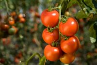 Se proponen mejoras al POSEI del tomate, conejos, terneros de engorde, industria l&aacute;ctea, miel, pl&aacute;tano y huevos