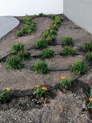 La Aldea: La Concejalía de Parques y Jardines mejora las zonas ajardinadas del Cementerio de Tasarte