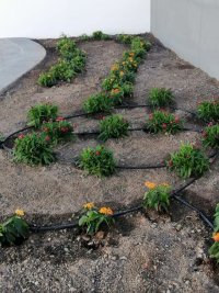 La Aldea: La Concejalía de Parques y Jardines mejora las zonas ajardinadas del Cementerio de Tasarte