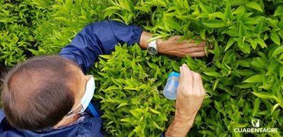 Proteger la salud de las plantas para cuidar la agricultura en la región macaronésica