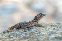 Transici&oacute;n Ecol&oacute;gica habilita un portal web de referencia Natura 2000 para Canarias