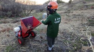La IV edición de ‘Emplea Verde Gran Canaria 2021’ reforesta un total de 22 hectáreas de la cumbre de la Isla