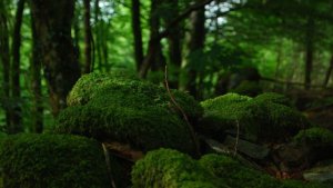 La aventura de emprender la digitalización verde