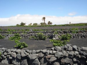 El Gobierno canario respalda la producción de vinos con DOP