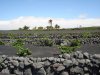 El Gobierno canario respalda la producci&oacute;n de vinos con DOP