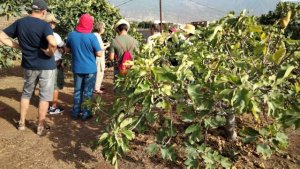 El ICIA fomenta la conservación de las higueras como cultivo con un alto potencial productivo