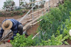 El Gobierno impulsa el relevo generacional en el campo con la concesión de ayudas a jóvenes agricultores