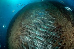 Greenpeace denuncia el problema generado por las jaulas marinas de Melenara y exige transparencia a las Administraciones p&uacute;blicas