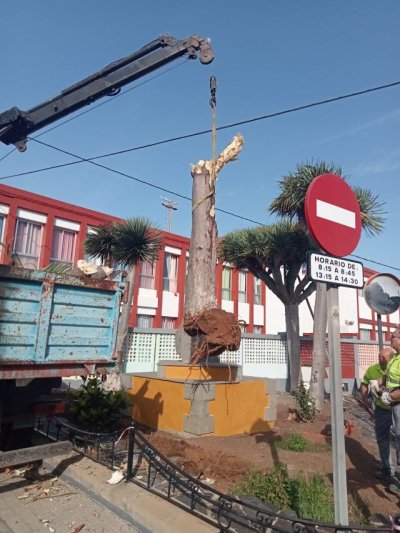 El Ayuntamiento de Gu&iacute;a tal&oacute; hoy un drago en mal estado situado a la entrada del CEIP Juan Arencibia Sosa