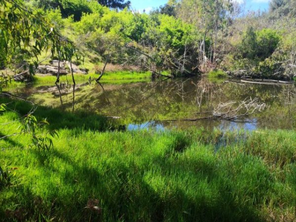 Arucas: La Vinca Ecologistas en Acción felicita a la ciudadanía aruquense por la declaración de Lomo Riquiánez como Sitio de Interés Científico