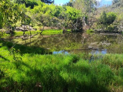 Arucas: La Vinca Ecologistas en Acción felicita a la ciudadanía aruquense por la declaración de Lomo Riquiánez como Sitio de Interés Científico