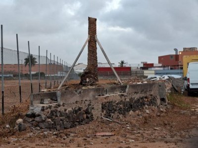 Turc&oacute;n lamenta la muerte de la palmera trasplantada en el Calero Alto y la poca sensibilidad institucional y empresarial en los hechos