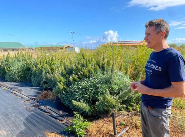 Agricultura estudia las propiedades de varias especies de tajinaste como forraje para ganado autóctono
