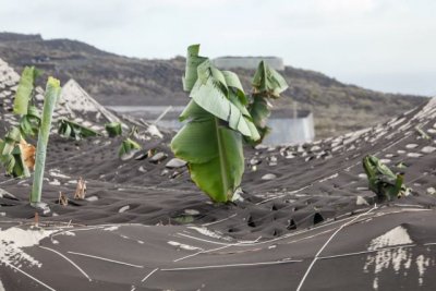 El Gobierno pide que se subsanen algunas de las solicitudes destinadas a la reconstrucci&oacute;n agr&iacute;cola en La Palma