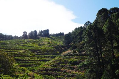 Se conceden subvenciones del PDR para la adopci&oacute;n de medidas de agroambiente y clima por 4,3 millones de euros