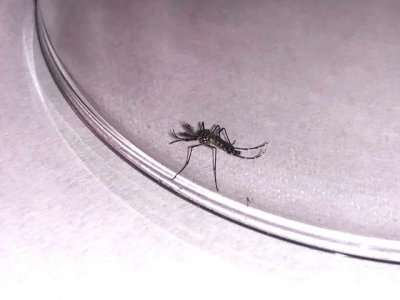 Sanidad intensifica la vigilancia del mosquito Aedes aegypti tras detectar un ejemplar en el Puerto de Santa Cruz
