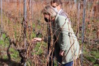 Agricultura abre las ayudas para la producci&oacute;n de vinos con Denominaci&oacute;n de Origen Protegida