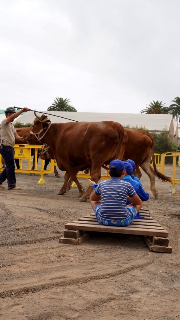 1.200 estudiantes llenan la Granja con motivo de la Feria escolar del Sector Primario de Gran Canaria
