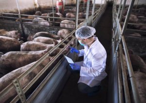 El Gobierno de Canarias convoca ayudas del POSEI para la producción de reproductores de porcino