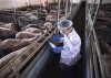 El Gobierno de Canarias convoca ayudas del POSEI para la producci&oacute;n de reproductores de porcino