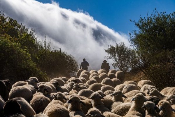 El Cabildo lanza una convocatoria de incentivos para proteger el legado ancestral y el presente de la actividad trashumante en Gran Canaria