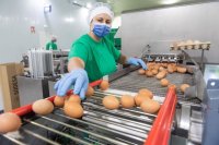 El Gobierno canario convoca las ayudas a la producci&oacute;n local de huevos de gallina
