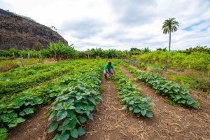 La Gomera: El Cabildo mantiene abierto el plazo de presentación de solicitudes a las ayudas al sector primario de la isla