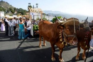Villa de Firgas: Hoy se abría el plazo de inscripción para participar en la Romería-Ofrenda, a San Roque 2022
