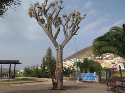 Guía: Tala de un drago en mal estado situado en el parque urbano del Bardo