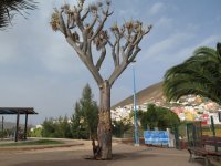 Gu&iacute;a: Tala de un drago en mal estado situado en el parque urbano del Bardo