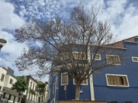 Nota de prensa de &#039;Juntos por Guía&#039;: La jacaranda situada frente al Teatro Hespérides muy deteriorada por falta de cuidado