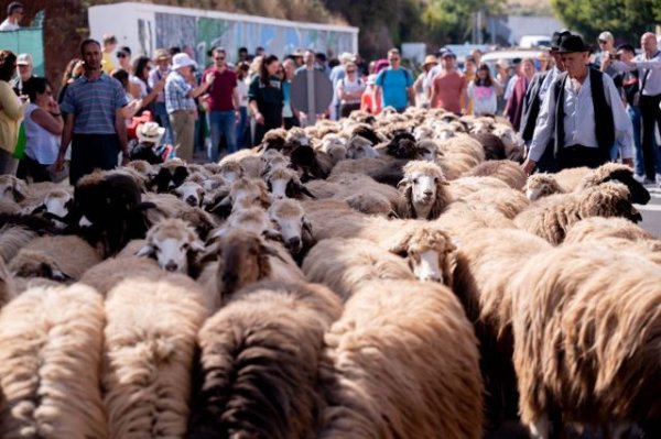 El Gobierno de Canarias declara Fiesta de Interés Turístico Regional la Fiesta de La Lana de Gáldar