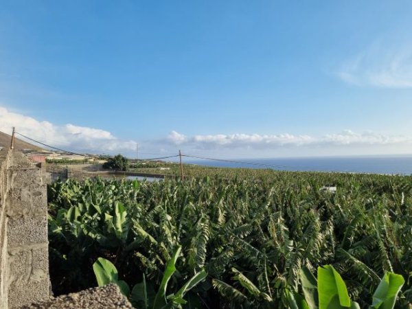 El Gobierno canario realiza controles exhaustivos en fincas de plátano sin registrar que solicitan ayudas