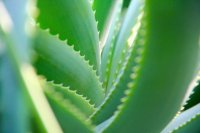 Aloe vera canario con sello tecnológico