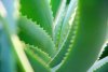 Aloe vera canario con sello tecnológico