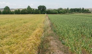UPA llama a la prudencia a los políticos en el debate producción de alimentos-sostenibilidad