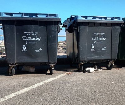 UxGC propone un Plan Municipal de Bienestar Animal y la gesti&oacute;n &eacute;tica de colonias felinas en Santa Mar&iacute;a de Gu&iacute;a