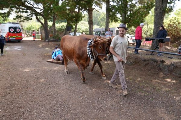Celebrado con éxito el XIII Encuentro de Equinoterapia de Valleseco