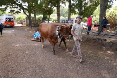 Celebrado con éxito el XIII Encuentro de Equinoterapia de Valleseco