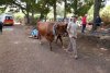 Celebrado con éxito el XIII Encuentro de Equinoterapia de Valleseco