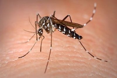 Sanidad intensifica la vigilancia tras la detecci&oacute;n de ejemplares de mosquito Aedes albopictus en Tenerife
